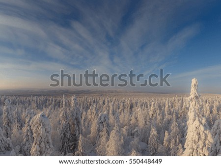 sunny day in winter forest, ural mountains, winter forest, russian nature, pine trees in snow