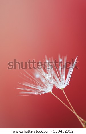 Beautiful flower dandelion with drop water in macro closeup. Wallpaper, desktop, cover, etc.