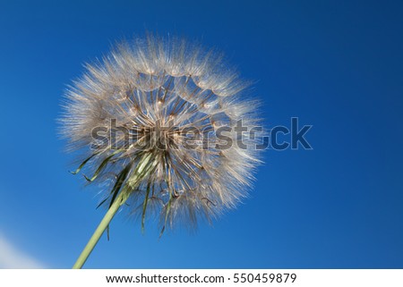 Fluffy dandelion on blue sky background.