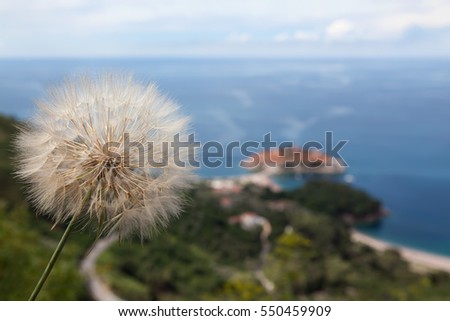 Fluffy dandelion on blue sky background.