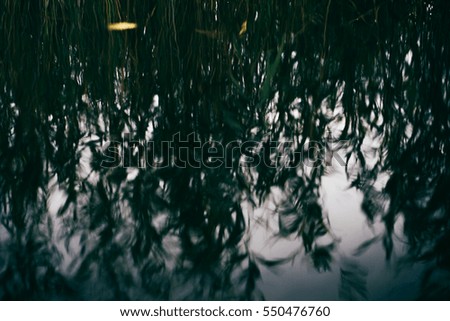 Abstract pictures of river plants in movement.