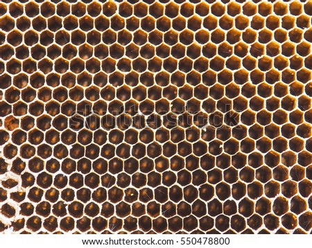 Abandoned honey comb from Star gooseberry tree that show the detailed of symmetric hexagon line. Background and texture. Picture from Thailand country.