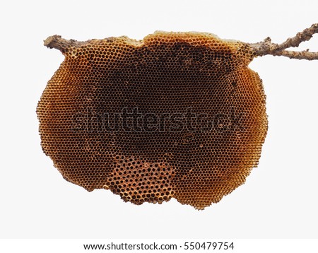 The detailed abandoned honeycomb that used to mounted on "Ma-Yom" (Star gooseberry) tree branch. Picture from Thailand country.