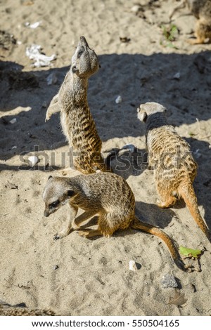Little funny Meerkats - Suricata suricatta