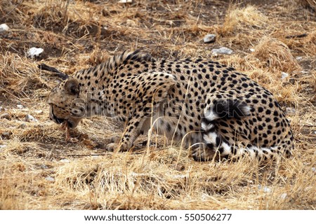 Eating Cheetah in Namibia