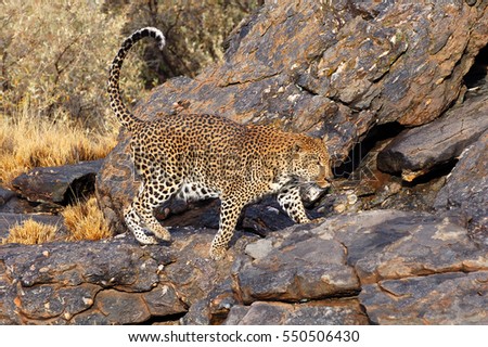 Amazing Leopard in Namibia