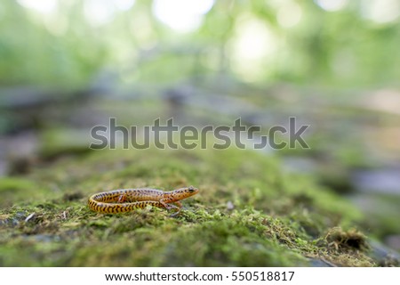 A Long Tailed Salamander sits on a mossy covered log.