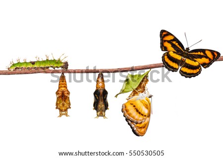 Isolated life cycle of colour segeant butterfly ( Athyma nefte ) from caterpillar and pupa , metamorphosis , growth hanging on twing with clipping path Royalty-Free Stock Photo #550530505