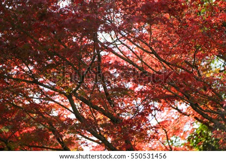 Autumn Colors Japan, Red japanese maple leaves background