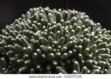 Suculent plant