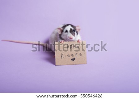 Rat holding sign free kisses. Rat with cardboard sing. Valentine's day. Valentines day background. Dumbo rat.