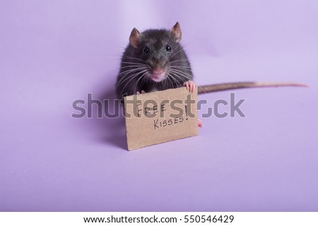 Rat holding sign free kisses. Rat with cardboard sing. Valentine's day. Valentines day background. Dumbo rat.