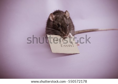 Valentines day background. Free kisses sign. Rat holding sing. Rat on Valentines day. 