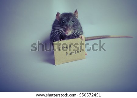 Valentines day background. Free kisses sign. Rat holding sing. Rat on Valentines day. 