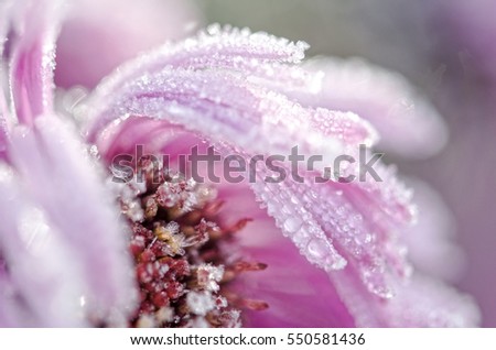 The petals of a beautiful flower covered with frost. It melting in the rays of the rising sun. Late autumn or early winter. Quiet frosty morning. Macro. Close up. Low depth of field.