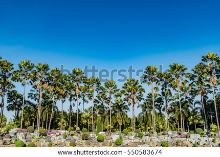 Palm trees in the park on blue sky background