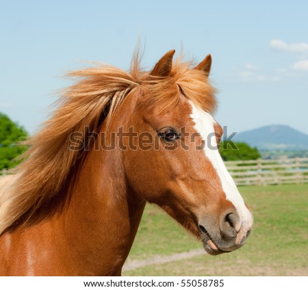 Pretty as a picture-head shot of chestnut pony in english countryside.