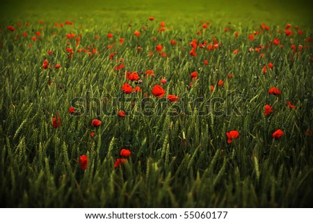 Poppy meadow background