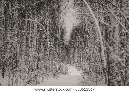 The path in winter forest