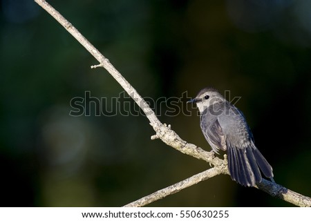 A Gray Catbird sits perched on a bare branch on a bright sunny day against a dark black background.