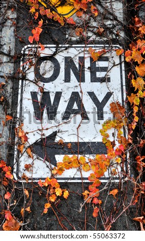One Way Sign on Alaskan Way Viaduct Concrete Support, Covered in the leaves and Vines of Climbing Plant