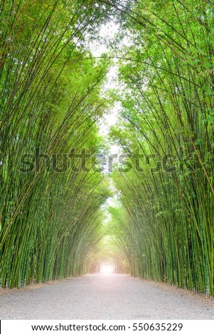 Walkway flanked on both sides with a bamboo forest, Destinations in Thailand.