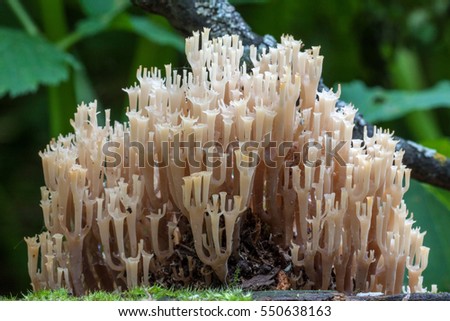 Artomyces pyxidatus- Coral mushroom picture