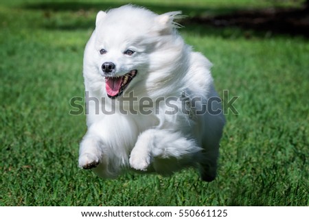 American Eskimo Dog running Royalty-Free Stock Photo #550661125