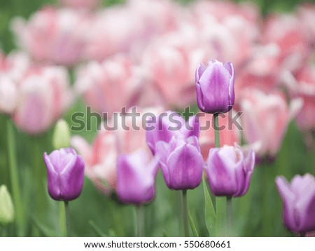 Beautiful pink fresh tulips. Nature spring background