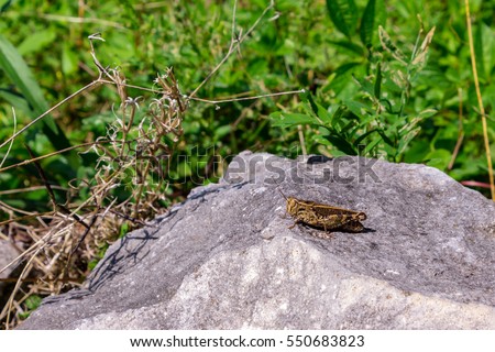 Cricket in the grass, Iverian Mountain, Abkhazia