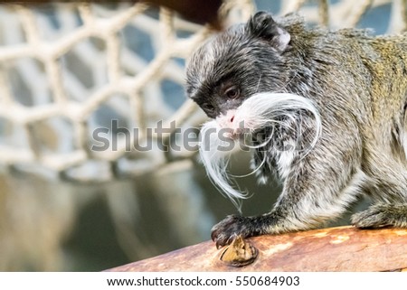 Portraiture of Ape sitting on wood with blurred background