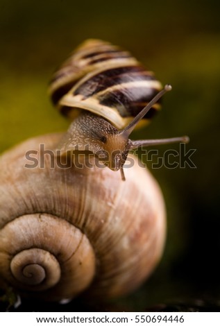 Snail sitting on shell in it's natural environment