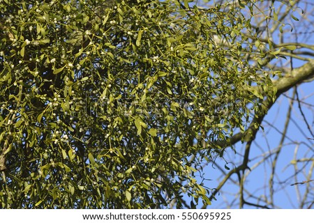 Large clump of Mistletoe in old tree - Viscum album