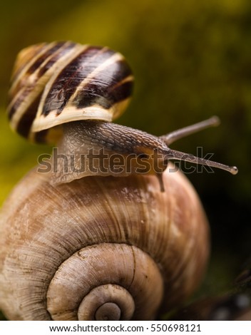 Snail moving on another shell in its natural background