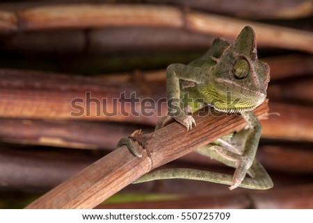 Green chameleon walking on dry ed bamboo. (dryed bamboo background)