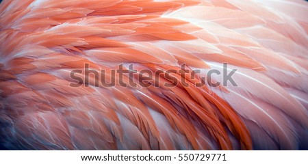 Pink flamingo feather pattern background Royalty-Free Stock Photo #550729771