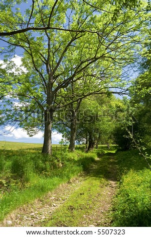 Pathway Along The Trees