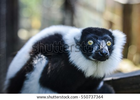 Funny Black and White Ruffed Lemur close up - Varecia variegata