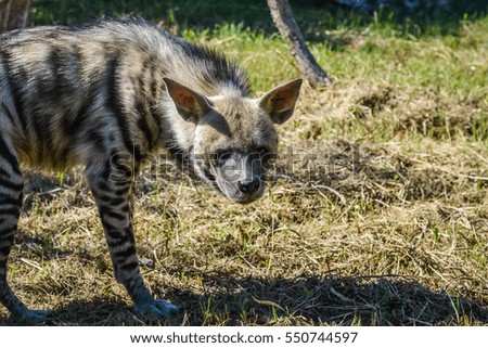 Staring Striped hyena closeup - Hyaena hyaena