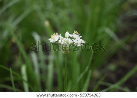 chinese chive flower 