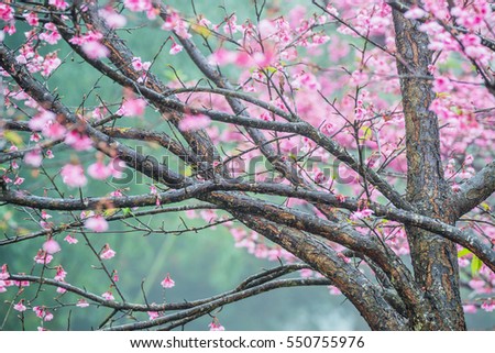 Sakura tree or cherry blossom tree after rain with mist, Chiang Mai, Thailand