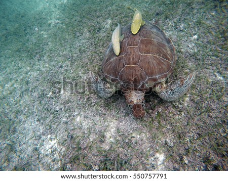 Mexican Sea Turtle underwater swimming in Acumal bay 8