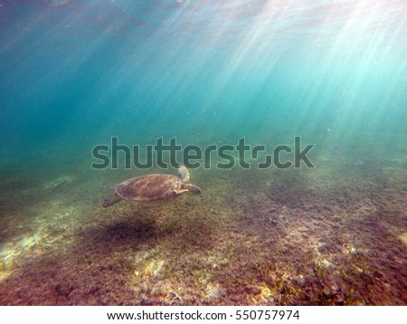 Mexican Sea Turtle underwater swimming in Acumal bay 3