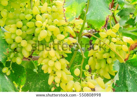 Vineyard ripe white grapes in autumn harvest season