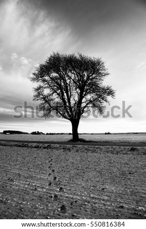 Lonely, bare tree in a field in black and white.