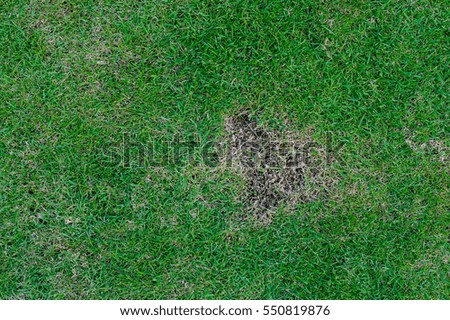 Pests and disease cause amount of damage to green lawns, lawn in bad condition and need maintaining