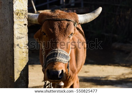 Brown and White Indian Bull, Frontal Head shot of Great Indian bull