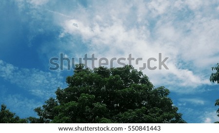 Trees with the sky