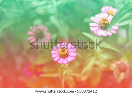 Beautiful colorful flowers in garden made with blur color filters