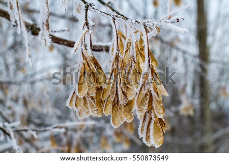 Iced maple seeds